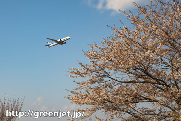 2020年 成田の桜と飛行機写真は控えめ