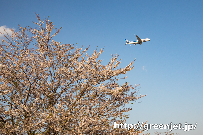 2020年 成田の桜と飛行機写真は控えめ