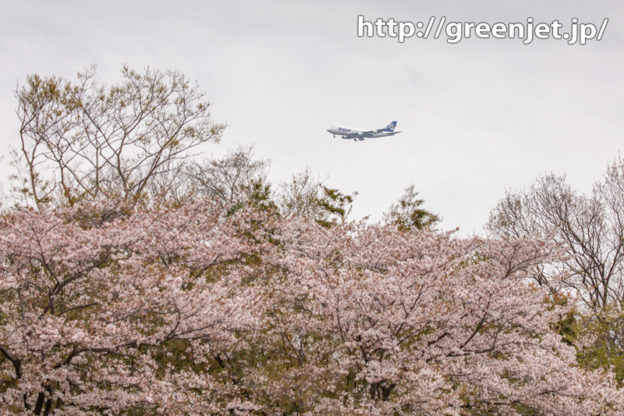 成田で桜と飛行機～遠くBランに..