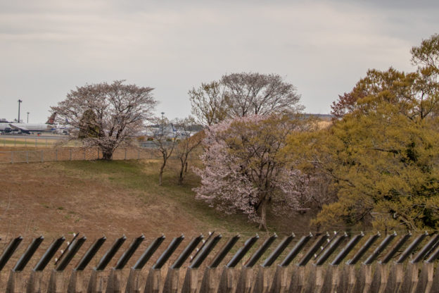 奥の細道で撮る桜と飛行機写真～成田