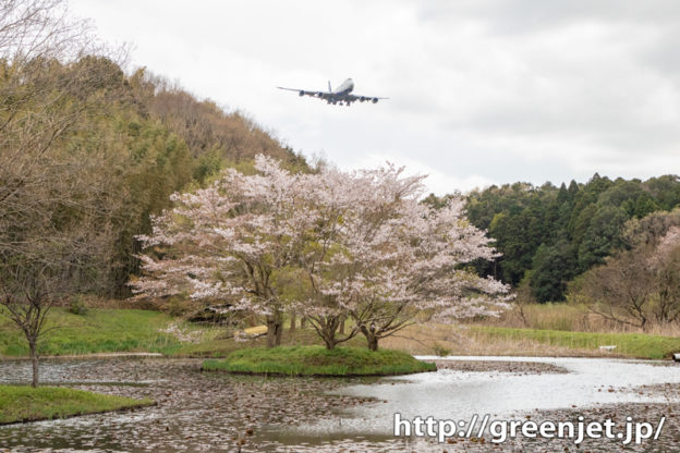 2020 成田の桜と飛行機写真は控えめⅢ