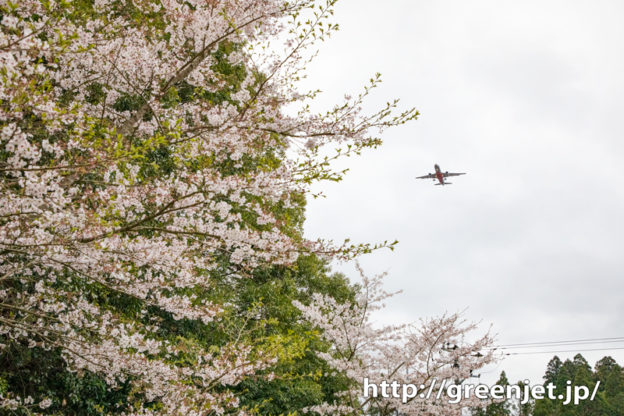 成田のBラン周辺で探した飛行機と桜