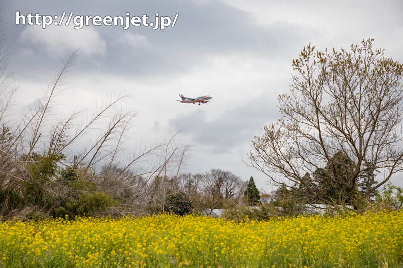 菜の花と飛行機～成田～いい場所見つけた