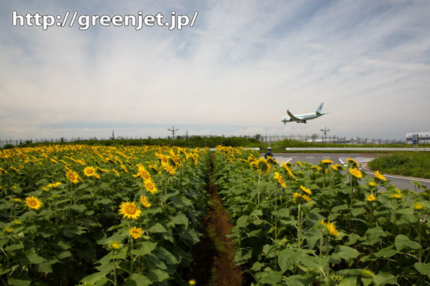 2020年夏のひまわりと飛行機＠成田