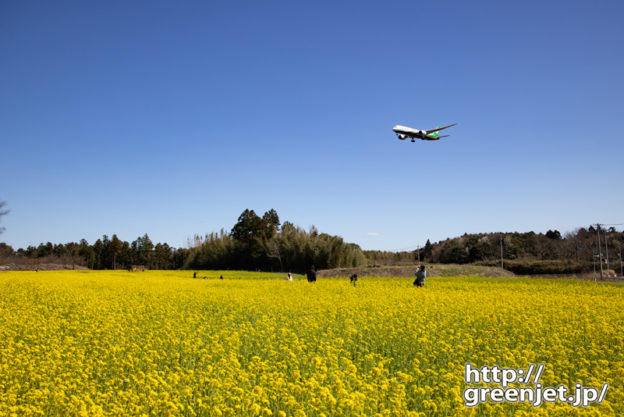 成田で飛行機～菜の花とEVAのB787