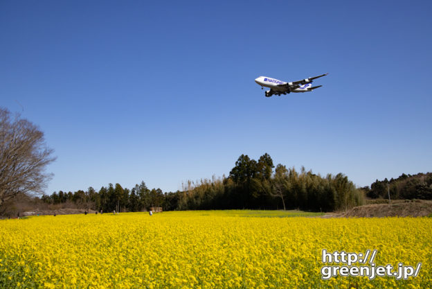 成田で飛行機～菜の花にはジャンボだね