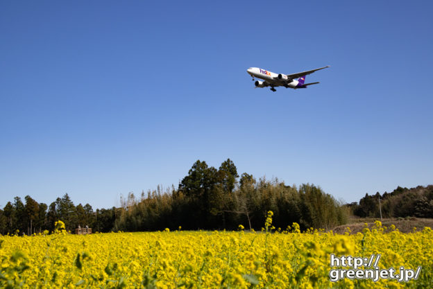 成田で飛行機～低アングルで菜の花を絡める