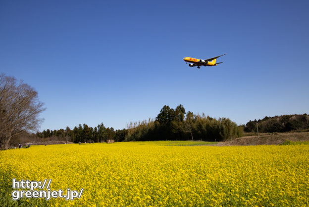 成田で飛行機～菜の花にイエローのB777