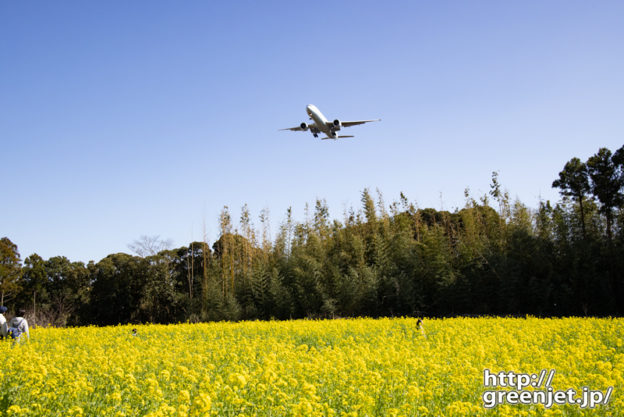 成田で飛行機～正面近くの菜の花絡みを狙う