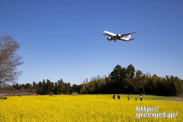 成田で飛行機～貴重！菜の花とダイナスティ