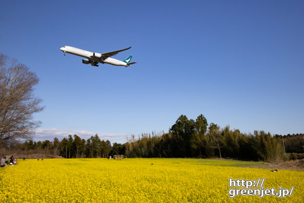 成田で飛行機～貴重！菜の花とキャセイ