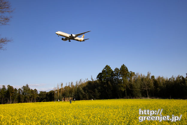 成田で飛行機～菜の花とゴールドな飛行機