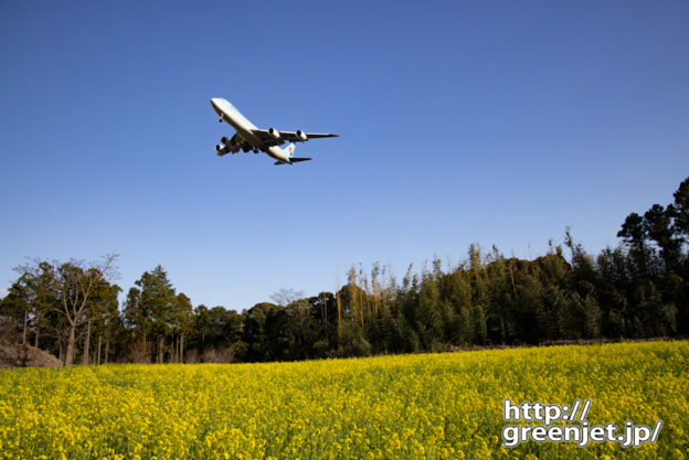 成田で飛行機～菜の花とコリアンブルージャンボ