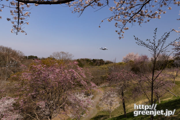 成田で飛行機～桜の谷に降りてきたジャンボ