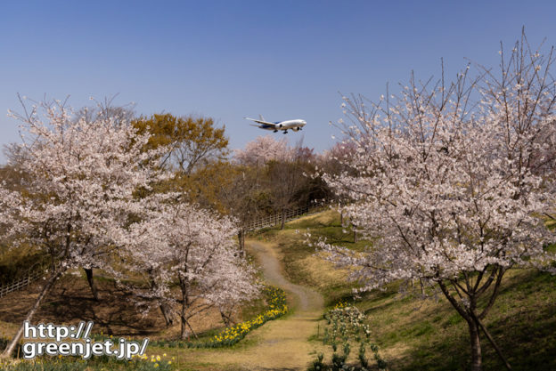 成田で飛行機～くねくね道と桜、奥に飛行機