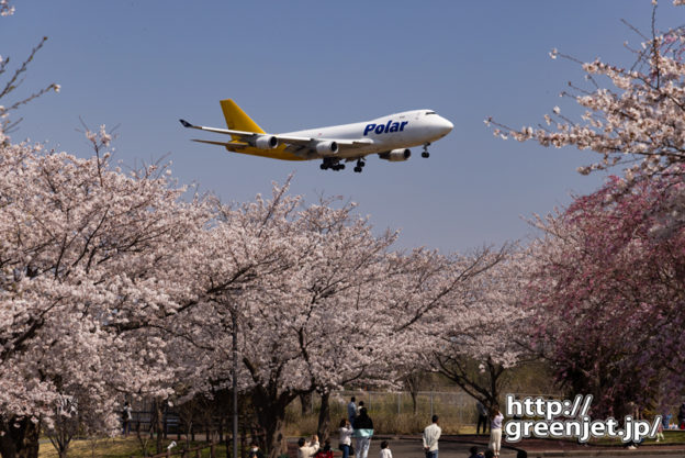成田で飛行機～満開桜にジャンボ舞い降りる