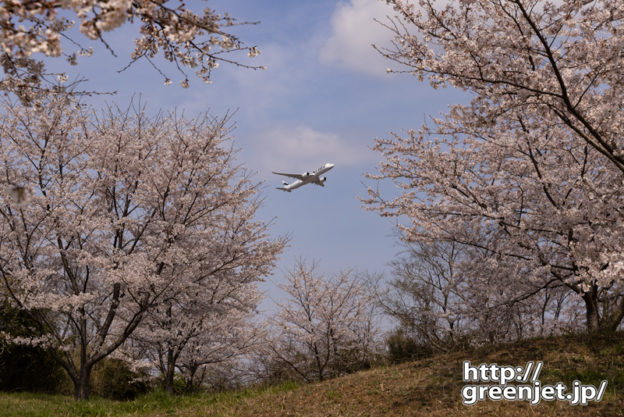 成田で飛行機～桜とA350最高のマッチアップ