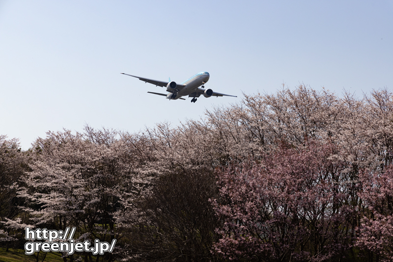 成田で飛行機～桜の海を滑る飛行機