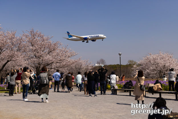 成田で飛行機～桜満開の広場前を飛行機が
