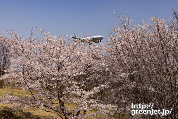 成田で飛行機～桜の向こうから飛行機が飛び出す