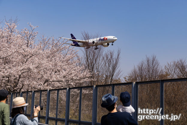 成田で飛行機～邪魔な枝もなんの！桜とともに