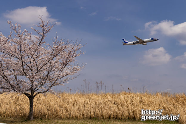 成田で飛行機～桜とスターウォーズ