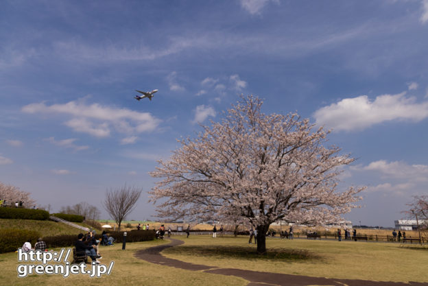 成田で飛行機～丘の上の一本桜と飛行機