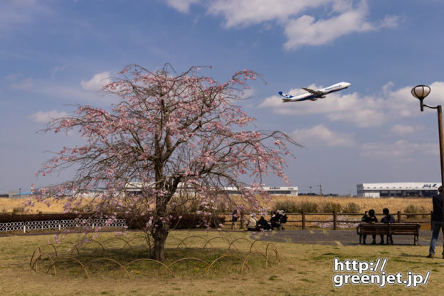成田で飛行機～丘の上の謎の桜と飛行機