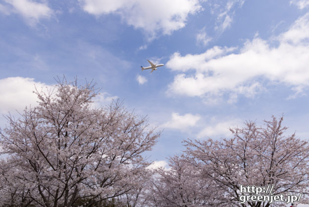 成田で飛行機～桜の上を優雅に上昇