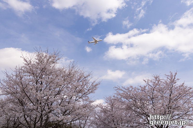 成田で飛行機～桜の上を優雅に上昇