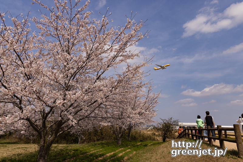 成田で飛行機～ピンクの桜に黄色い飛行機