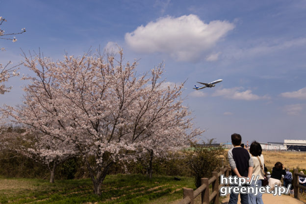 成田で飛行機～大きな桜の向こうから飛行機