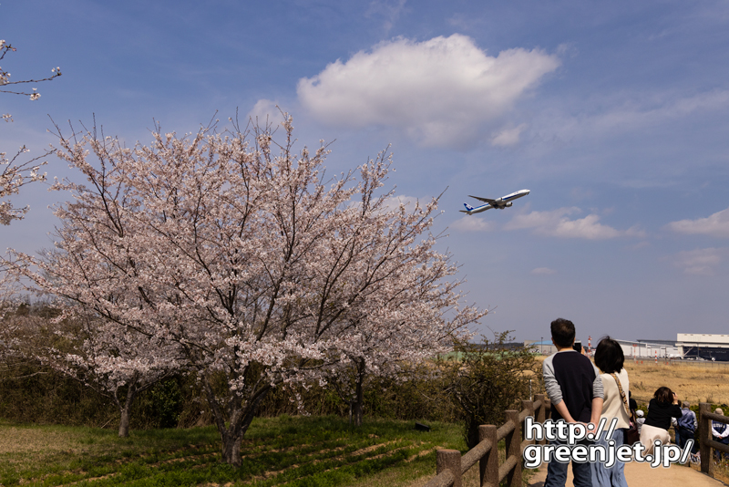 成田で飛行機～大きな桜の向こうから飛行機