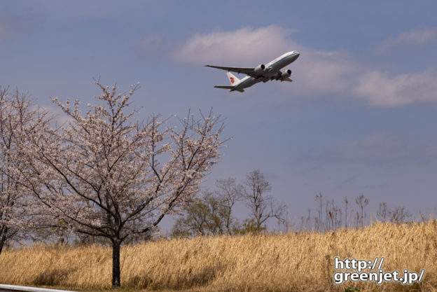成田で飛行機～桜と稲穂っぽい草と飛行機