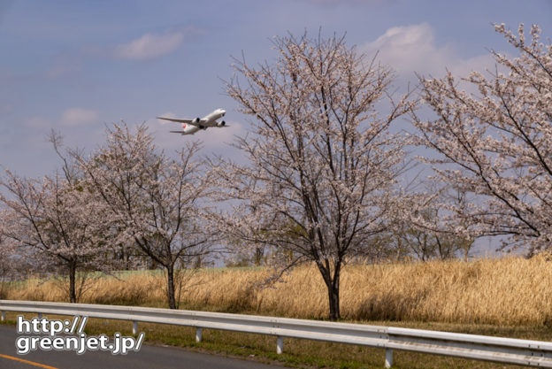 成田で飛行機～桜並木の向こうから上昇