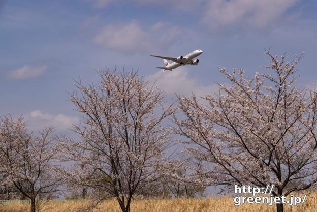 成田で飛行機～桜並木の向こうから上昇Ⅱ