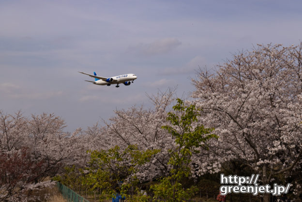 成田で飛行機～桜とニューカラーユナイテッドⅡ