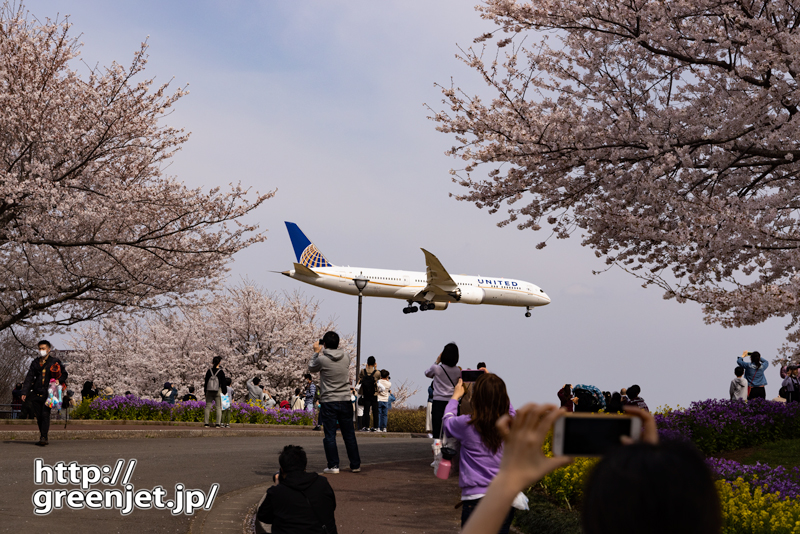 成田で飛行機～誰でも撮りたくなる桜と飛行機