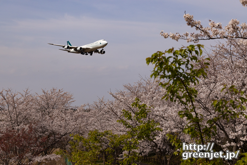 成田で飛行機～桜とキャセイカーゴのジャンボ