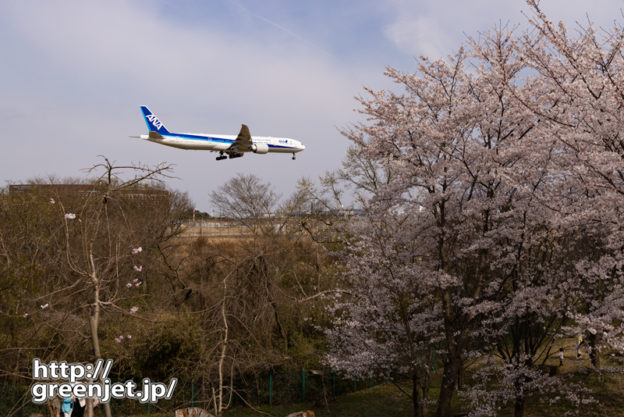 成田で飛行機～桜に飛び込む飛行機を後ろから