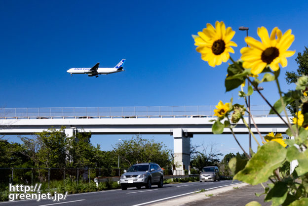 成田で飛行機～道端のミニひまわりと
