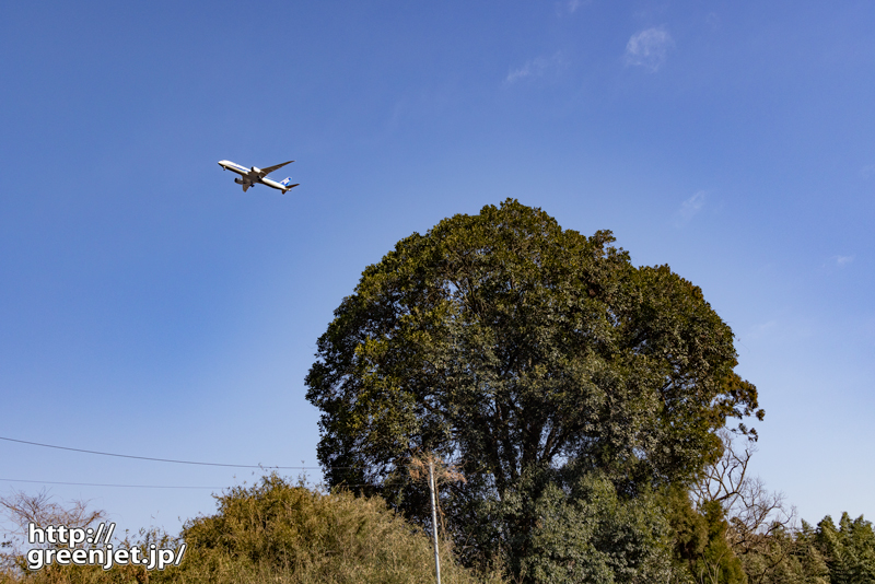 成田で飛行機～丸い大きな木とB787