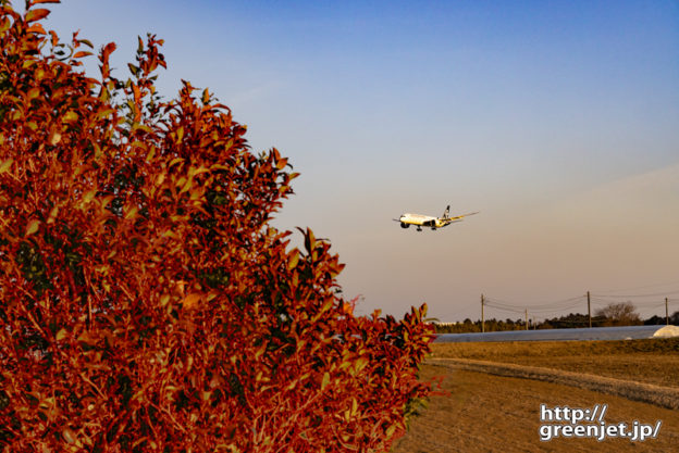 成田で飛行機～道端で赤く染まる木の向こうに