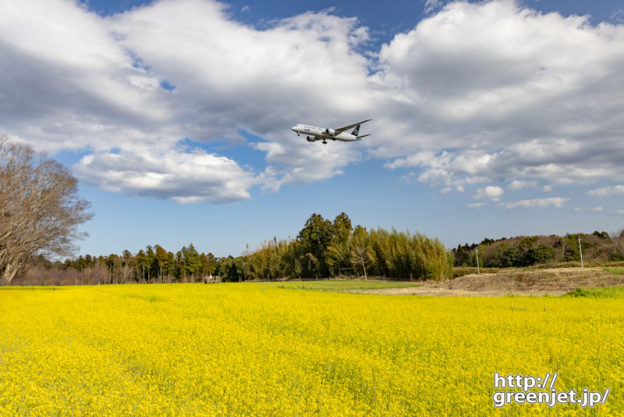 成田で飛行機～菜の花畑にスタアラが降りてくる