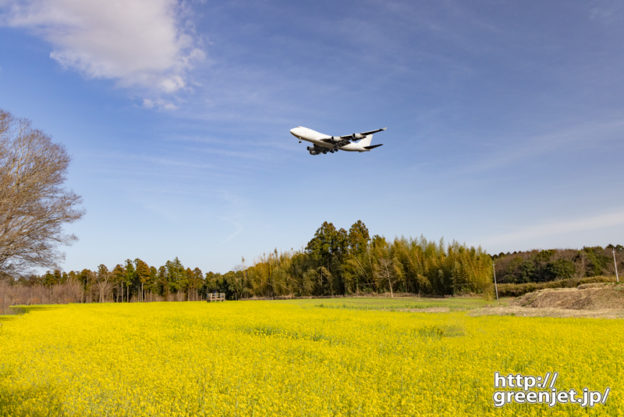 成田で飛行機～菜の花に白ジャンボ最高！