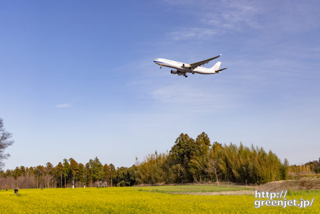 成田で飛行機～コレ貴重！ダイナスティと菜の花