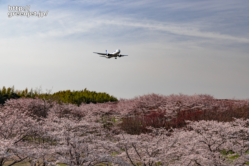 成田で飛行機～2022年の桜はココから
