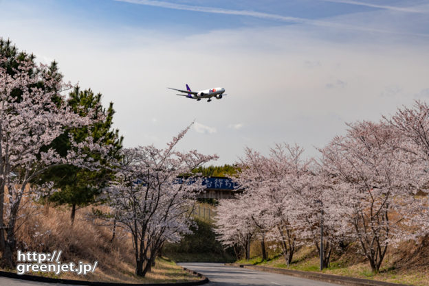 成田で飛行機～桜並木と飛行機