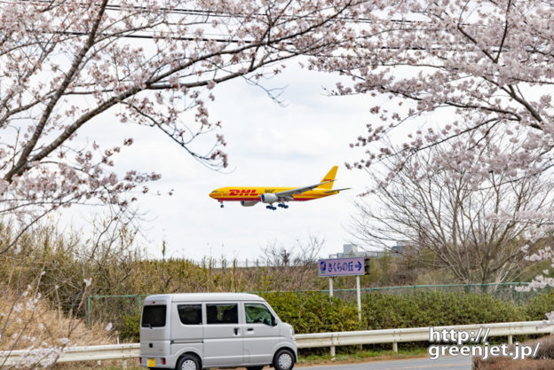 成田で飛行機～黄色い飛行機とピンクの桜