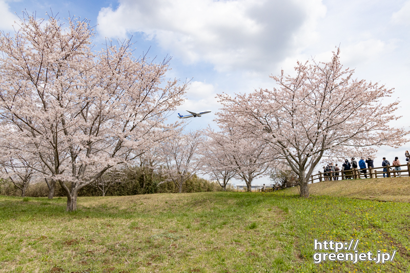 成田で飛行機～桜の谷間に飛び込む飛行機
